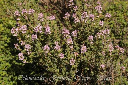 So sieht frischer Thymian aus