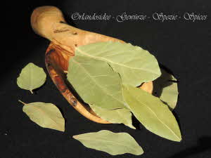 Alloro - Laurus nobilis