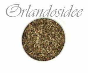 Basilic sauvage Ocimum basilicum