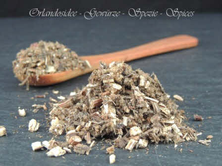 Armoise Artemisia vulgaris