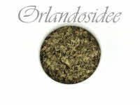 Feuilles de coriandre - Coriandrum sativum
