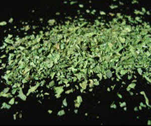 Feuilles de livèche - Levisticum officinale