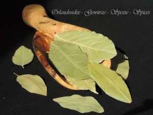 Feuilles de laurier entières - Laurus nobilis