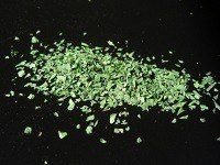 Feuilles de cèleri- Apium graveolens