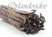  Bourbon Vanilleschoten – Intensiv & Aromatisch