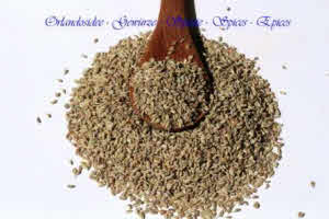 Ajowan (Trachyspermum ammi)