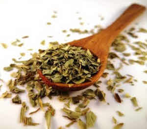 Estragon en feuilles, Artemisia dracunculus