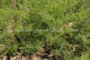 foeniculum-vulgare-wilder-fenchel