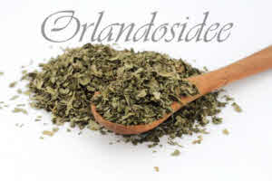 Feuilles de coriandre - Coriandrum sativum