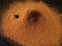 Noix de Muscade en poudre