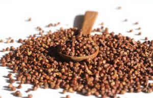 Maniguette Grains de Paradis