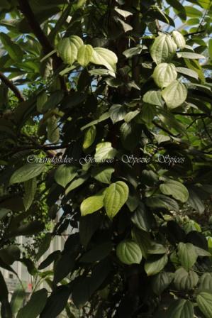 piper nigrum pianta